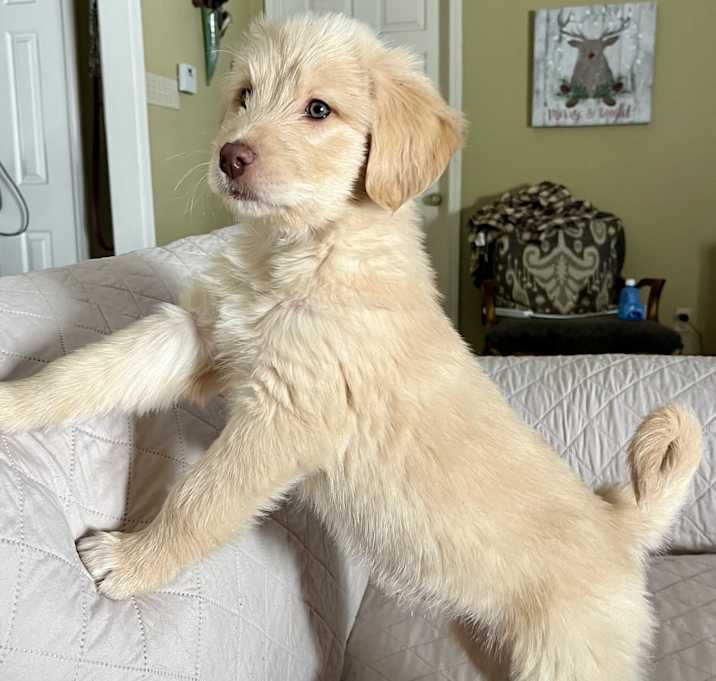Photo of NIGEL