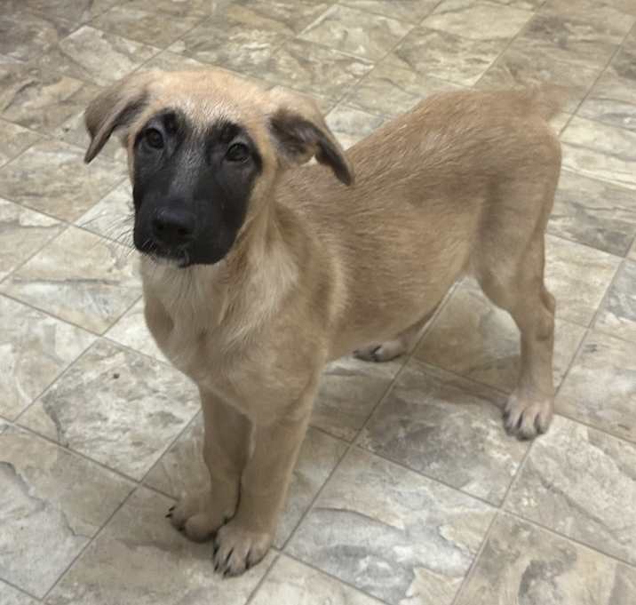 Photo of Vixen