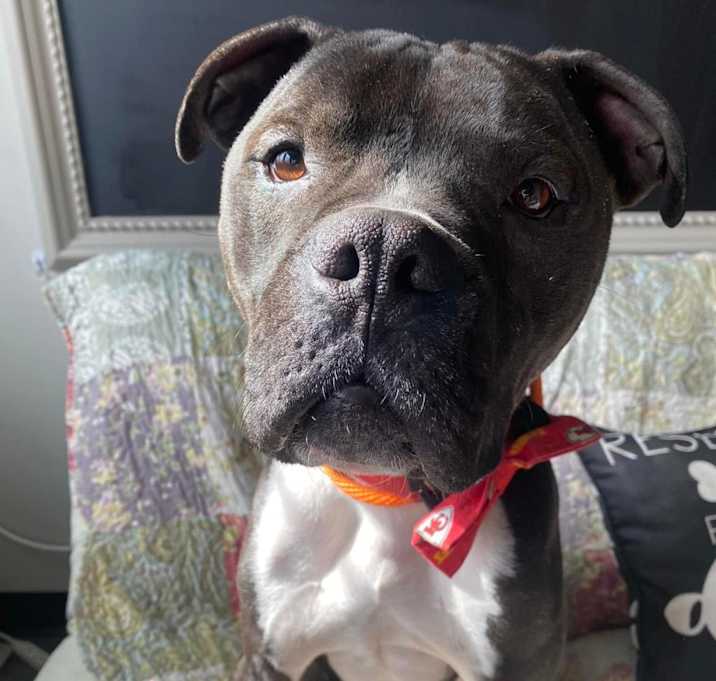 Photo of Royce