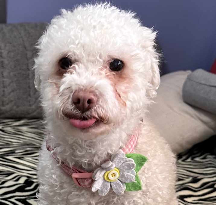 Photo of Lucy
