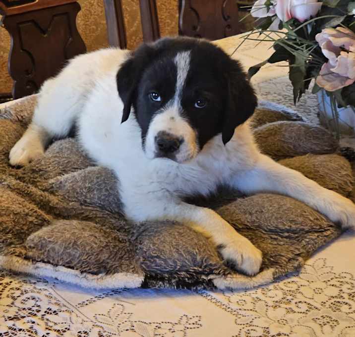 Photo of Mirabelle