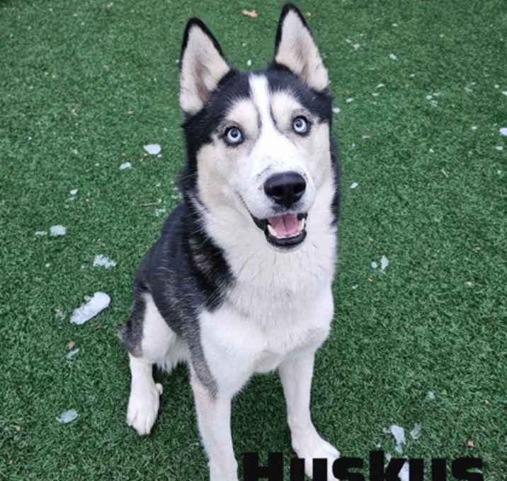 Photo of Huskus- Stray
