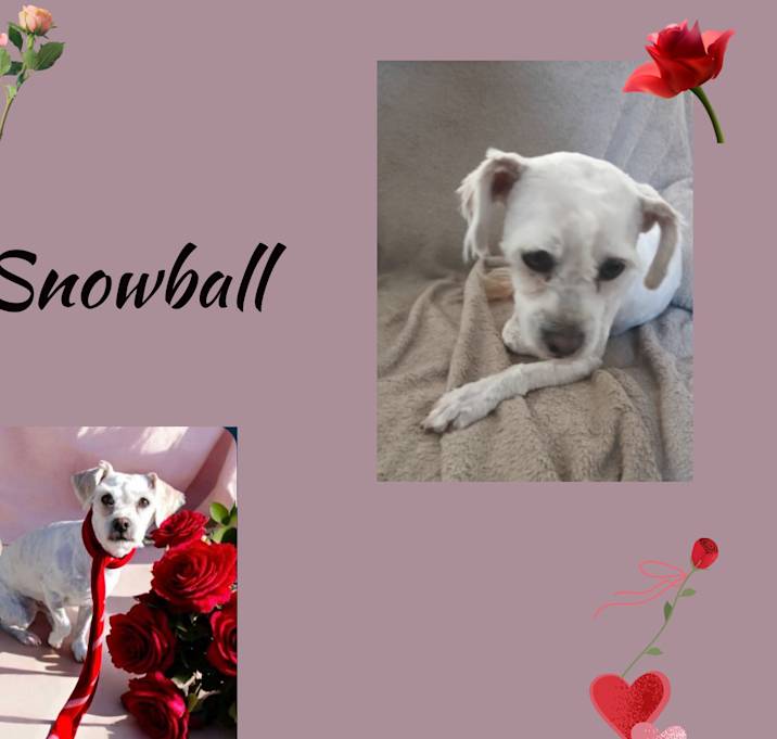 Photo of Snowball
