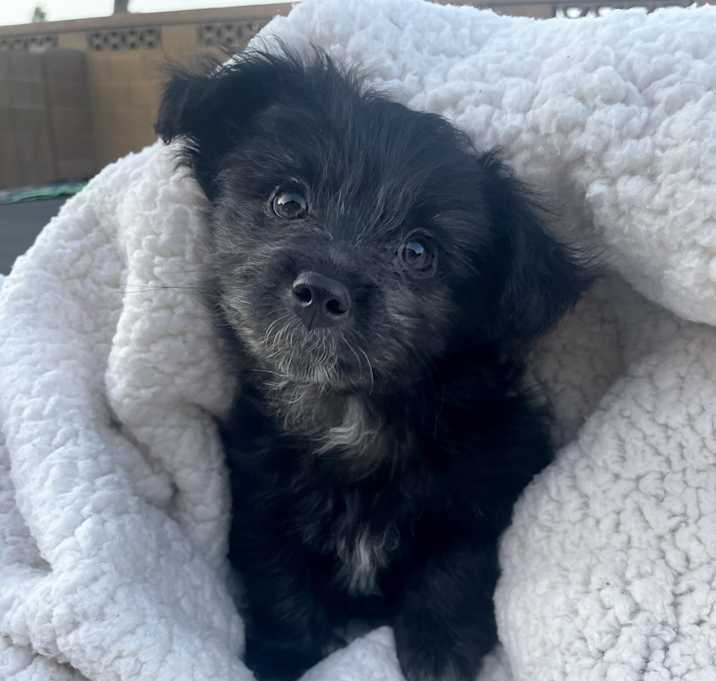 Photo of Baron
