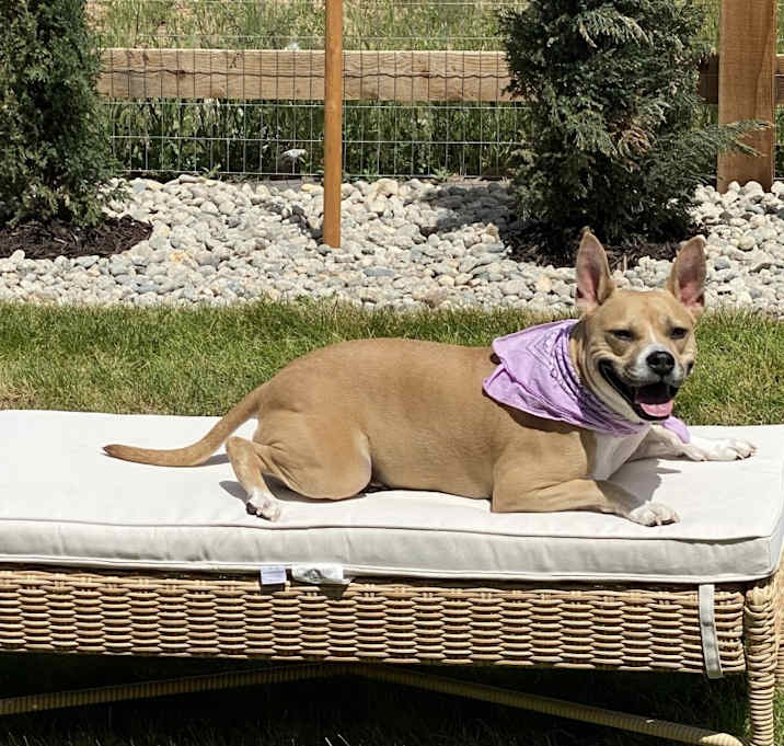 Photo of Nala
