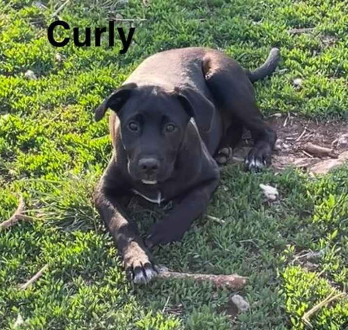 Photo of Curly