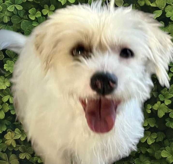 Photo of Darla