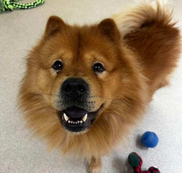 Photo of Caesar