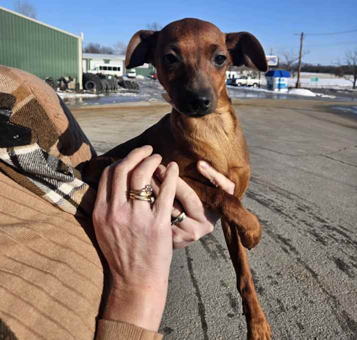 Photo of Maverick ***FOSTER NEEDED***