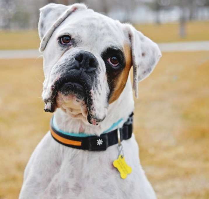Photo of Brocc