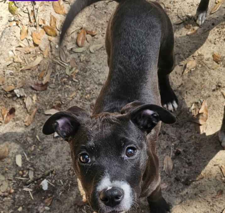 Photo of Roux