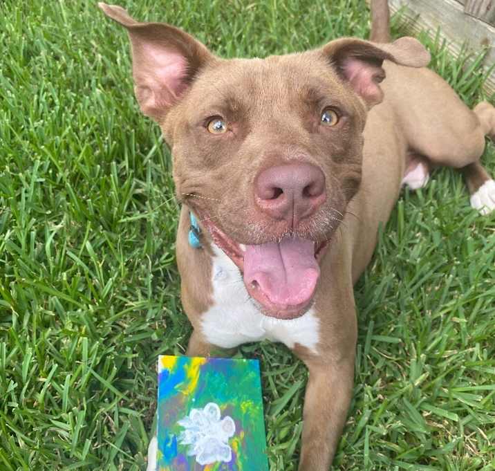 Photo of Ollie Ziggy the playful happy boy