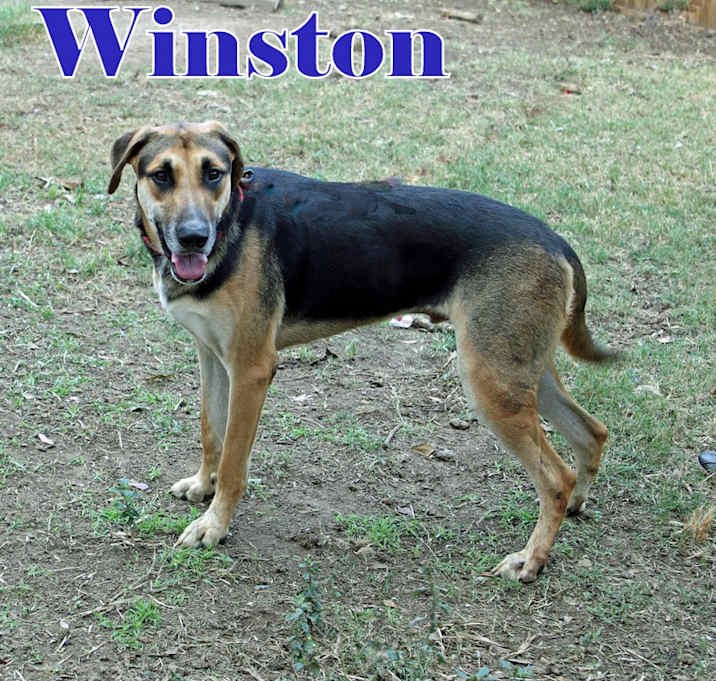 Photo of WINSTON