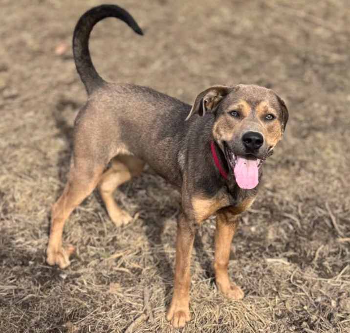 Photo of Bluebelle