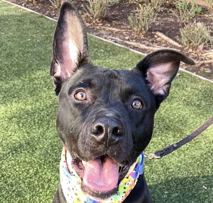 Photo of Ralphie!!