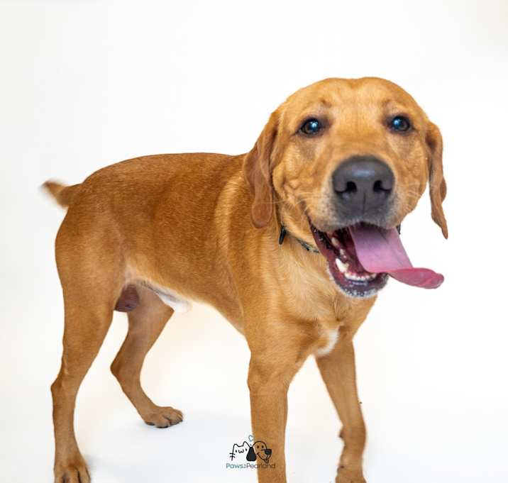 Photo of Dexter