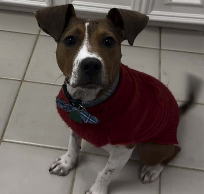 Photo of Oliver