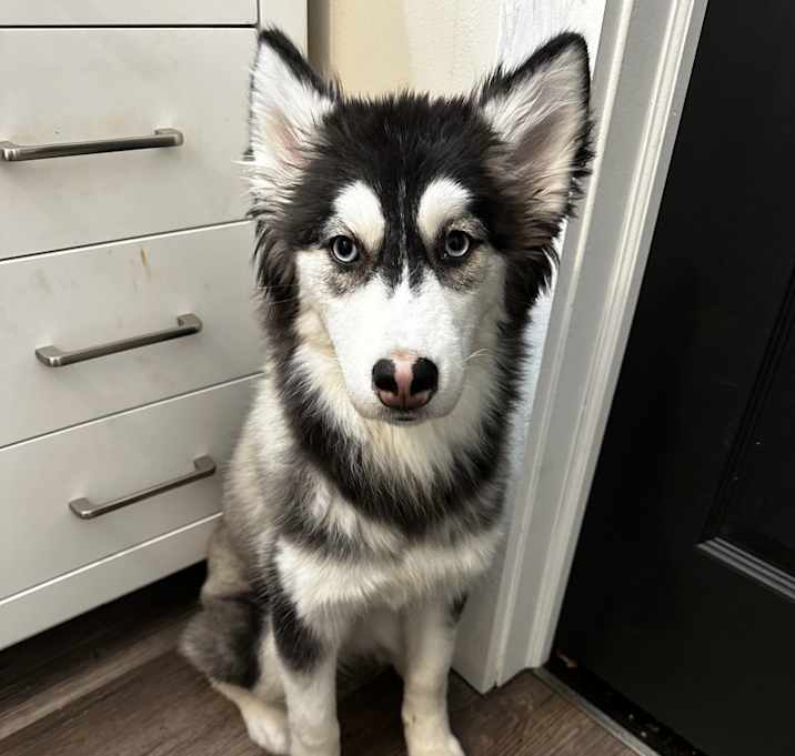 Photo of Bella