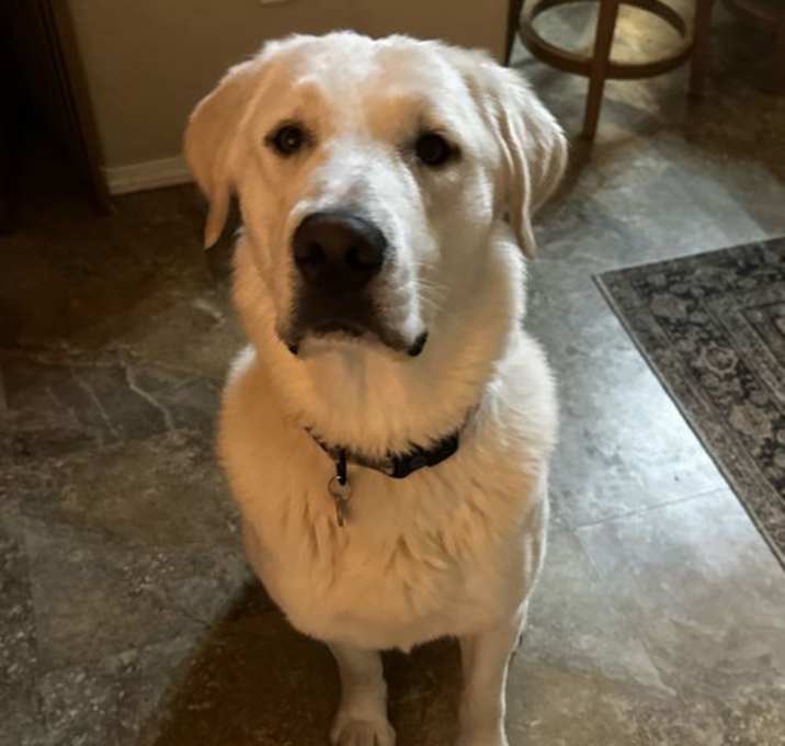 Photo of Birdie