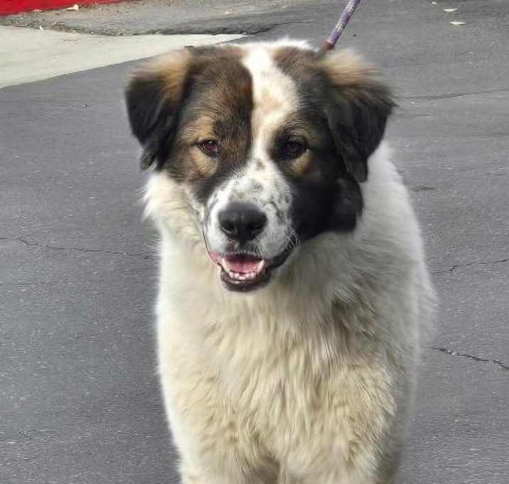 Photo of Archie