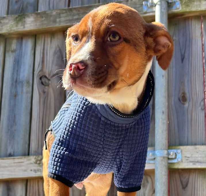 Photo of Barney