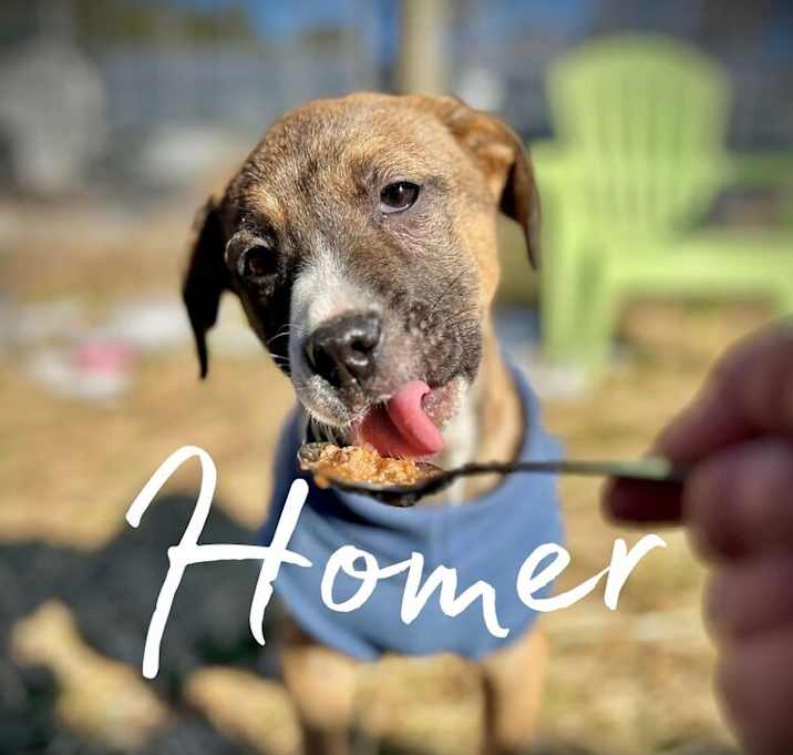 Photo of Homer