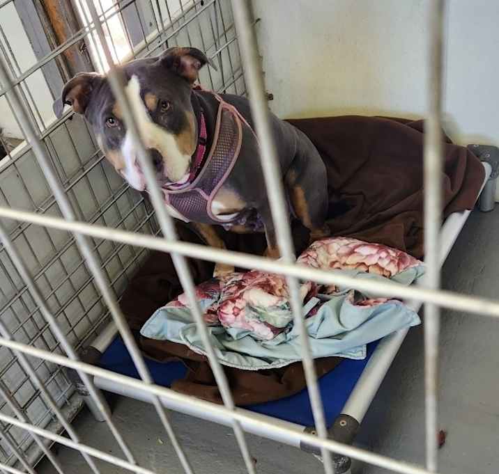 Photo of Harmony bear