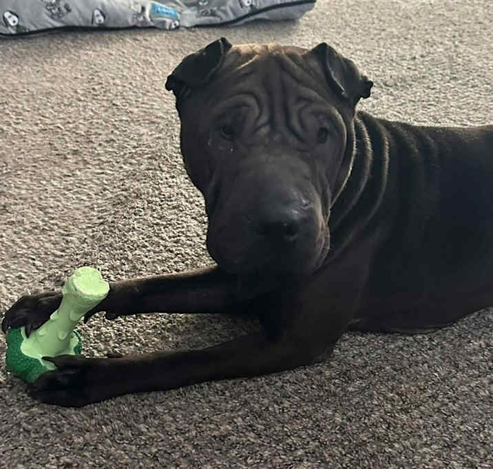 Photo of Gus