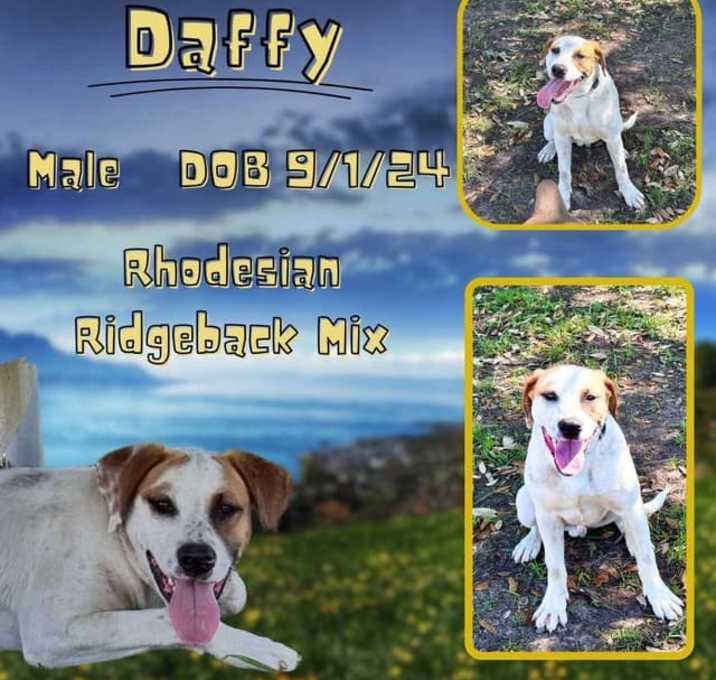 Photo of Daffy