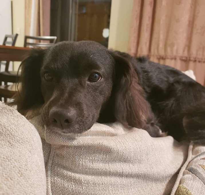 Photo of Bear