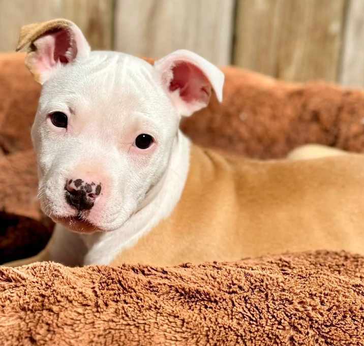 Photo of Duchess