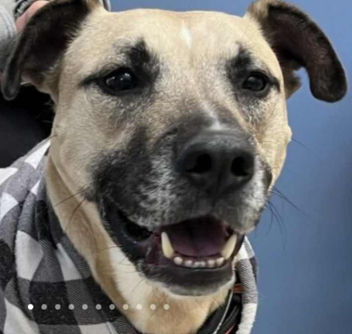 Photo of Ryder