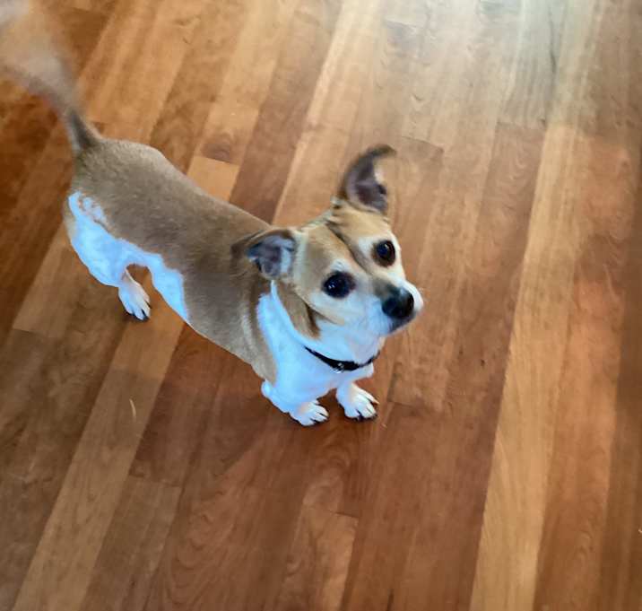 Photo of Gizmo