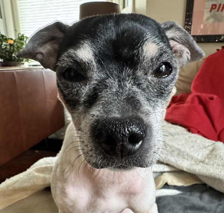 Photo of Dobby