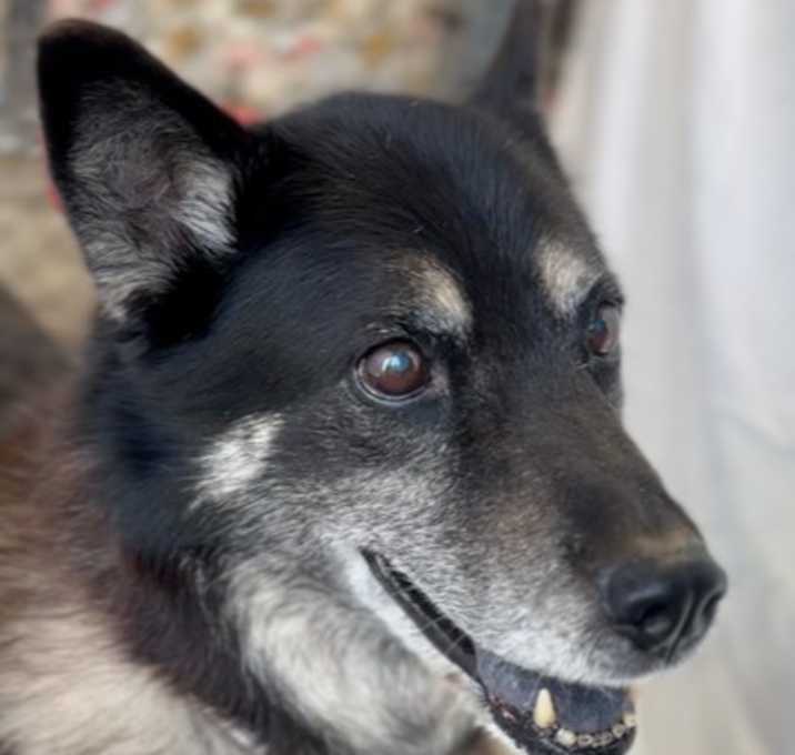 Photo of PASHA ~ Senior Lady! Sponsored Adopt Fee!