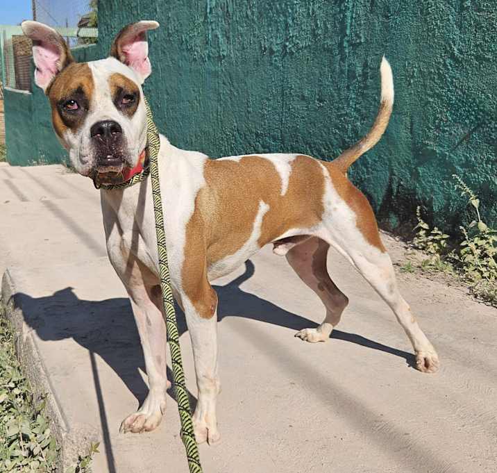 Photo of Chato