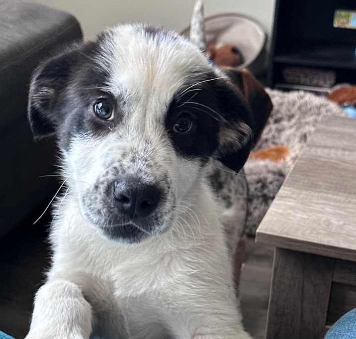 Photo of Rocket