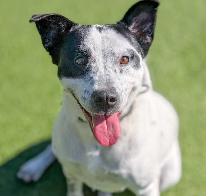Photo of Sweetie