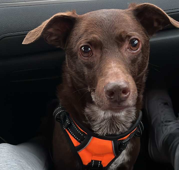 Photo of Apollo
