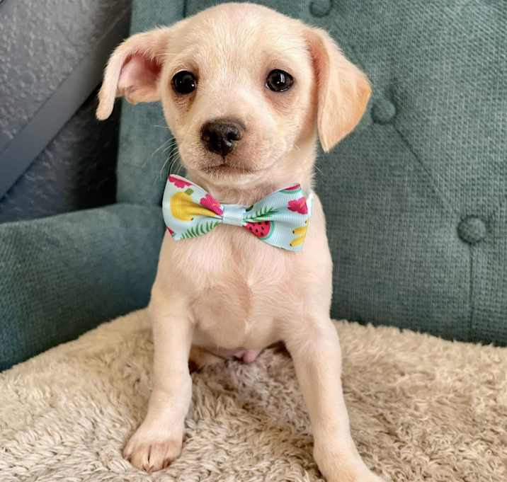 Photo of Pipsqueak