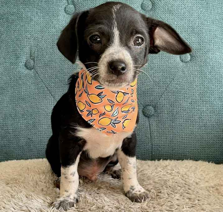 Photo of Percy