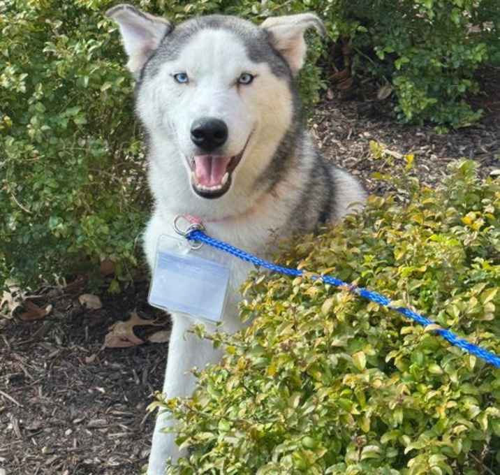 Photo of Sasha *Foster Needed*