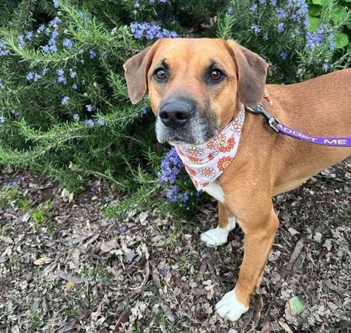 Photo of Bailey