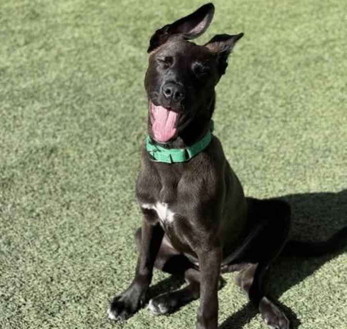 Photo of Rubie