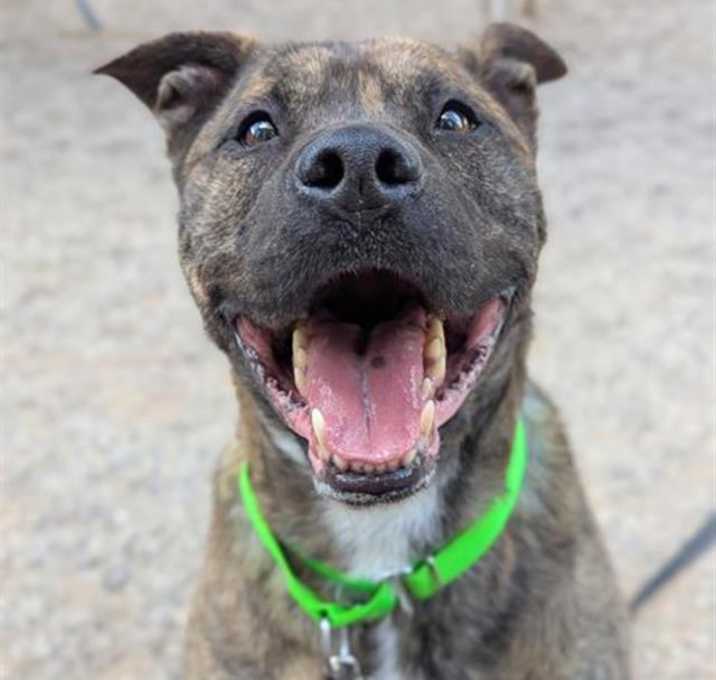 Photo of APOLLO
