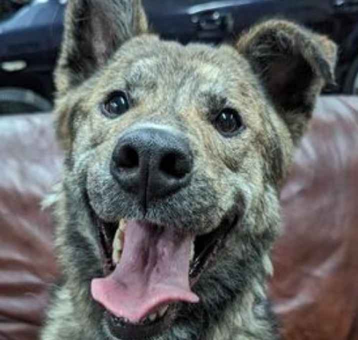 Photo of Bear