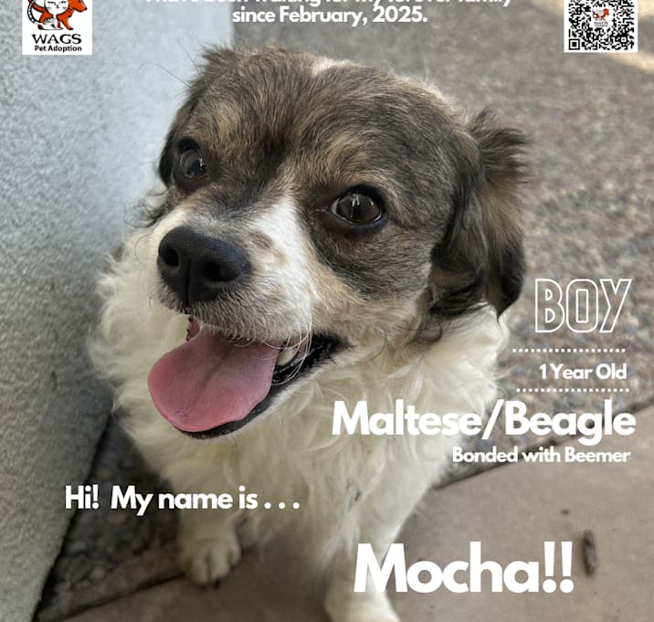 Photo of Mocha