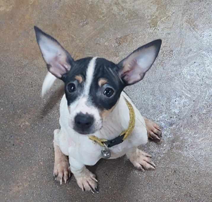 Photo of Oliver
