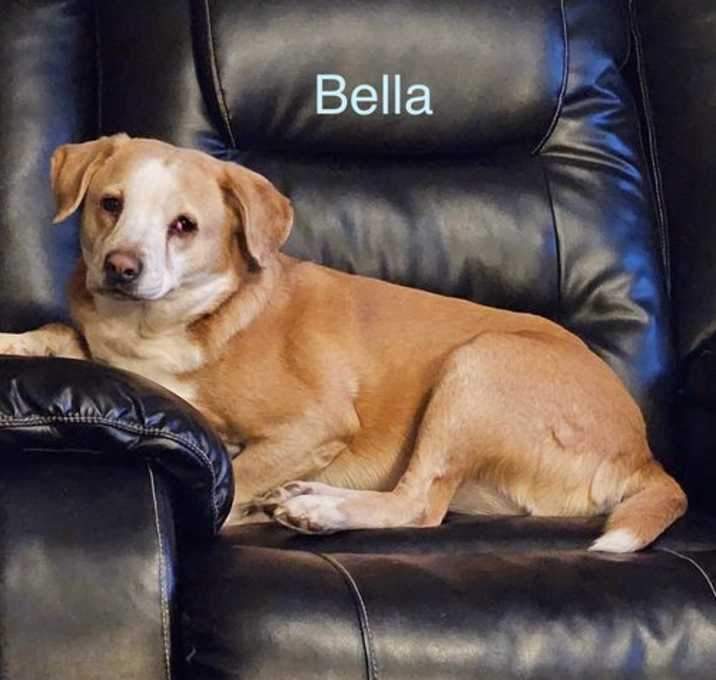 Photo of Bella - COURTESY POST