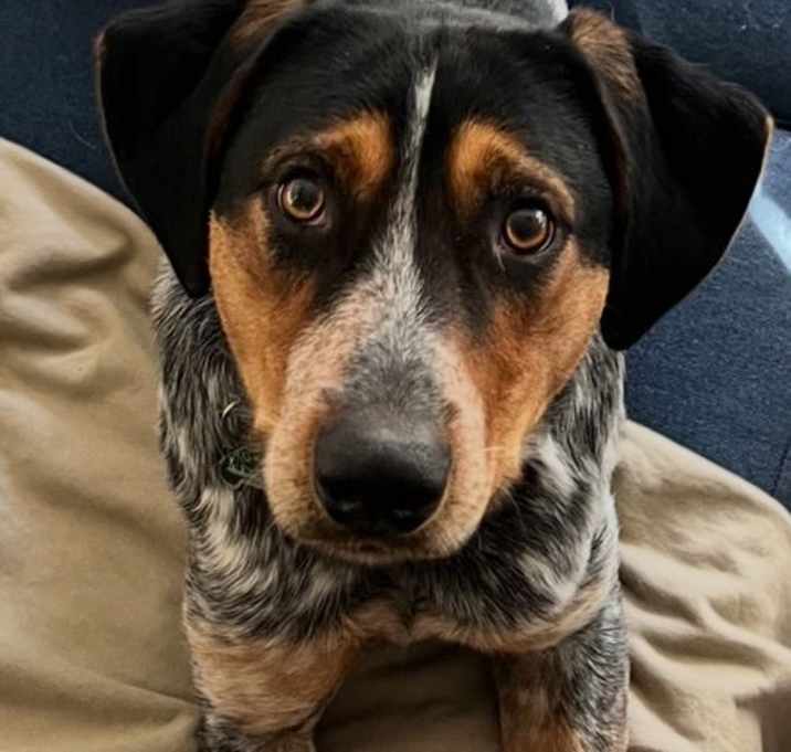 Photo of Indy  **Located in Blacksburg, VA